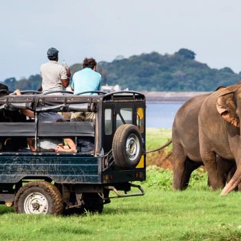 1894272Yala_Jeep_Safari