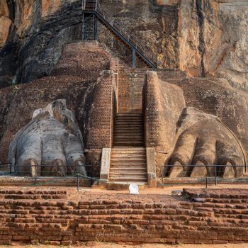 The+Lion's+Paws+of+Sigiriya