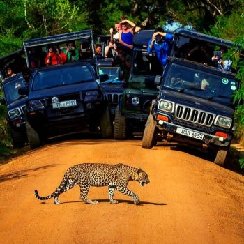 Yala-National-park-leopard-sighting