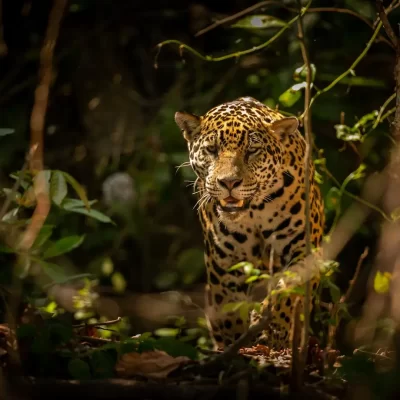 beautiful-endangered-american-jaguar-nature-habitat-panthera-onca-wild-brasil-brasilian-wildlife-pantanal-green-jungle-big-cats_475641-2191 (1)