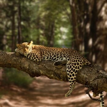 beautiful-shot-lazy-leopard-resting-tree-with-blurred-background (1)