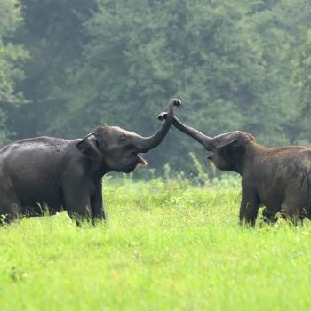 elephants-national-park-sri-lanka (1)