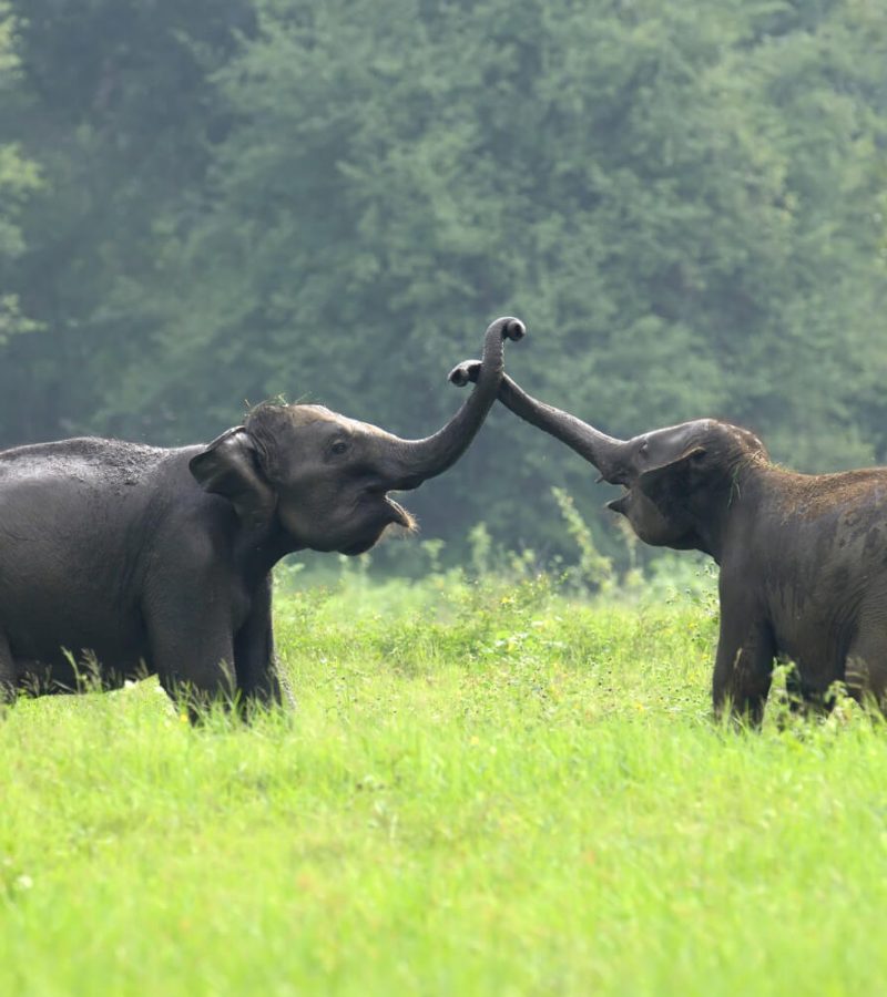 elephants-national-park-sri-lanka (1)