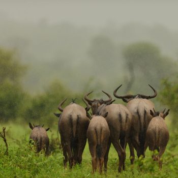 group-wildebeests-walking-away-grass-covered-field-rain (1)