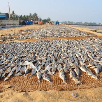 negombo-fish-market13