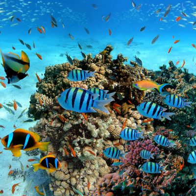 snorkeling-marine-life